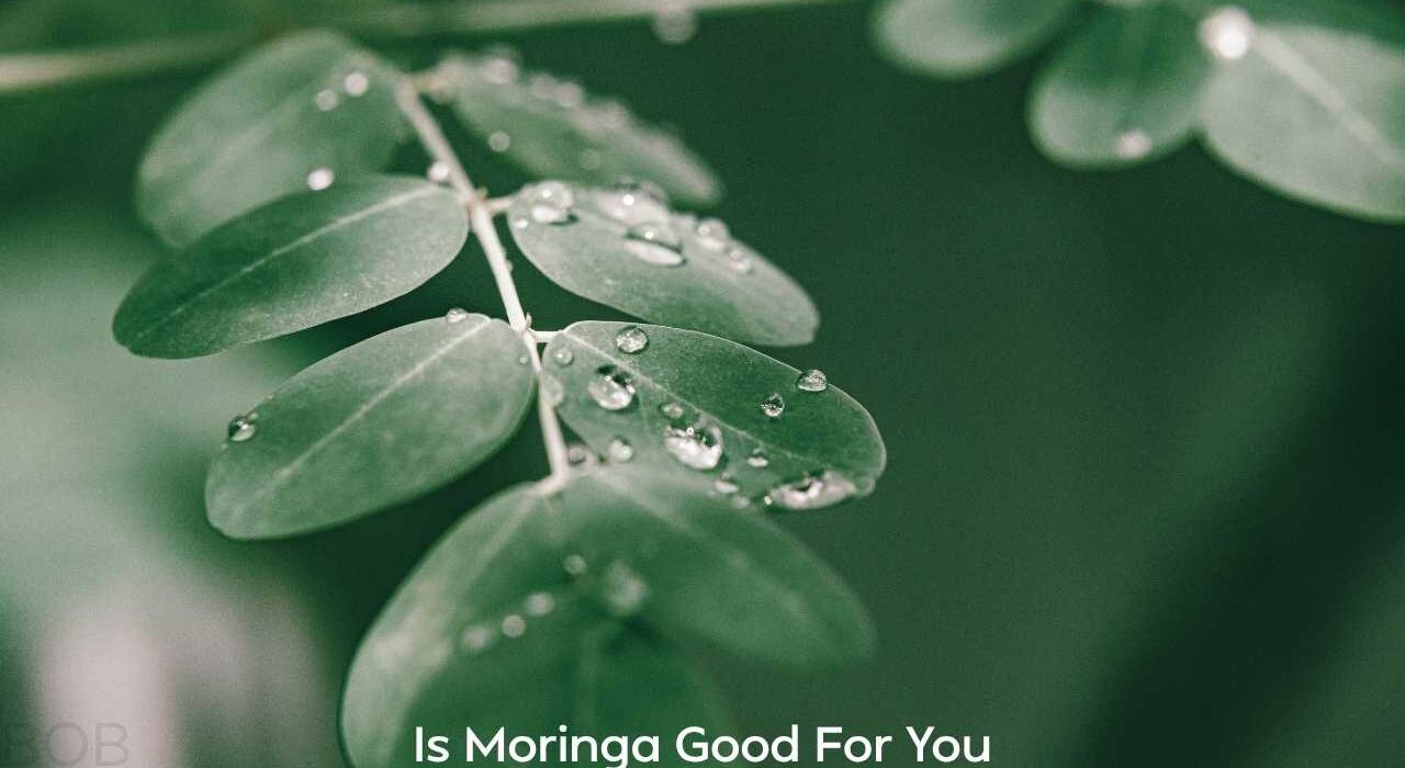 Is Moringa Good For You?