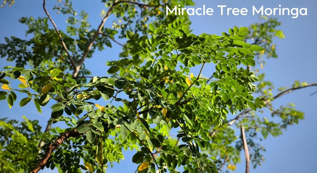 How to Grow Moringa Tree From Seeds | Miracle Tree Moringa