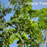 How to Grow Moringa Tree From Seeds | Miracle Tree Moringa