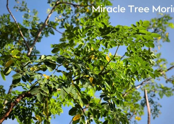 How to Grow Moringa Tree From Seeds | Miracle Tree Moringa