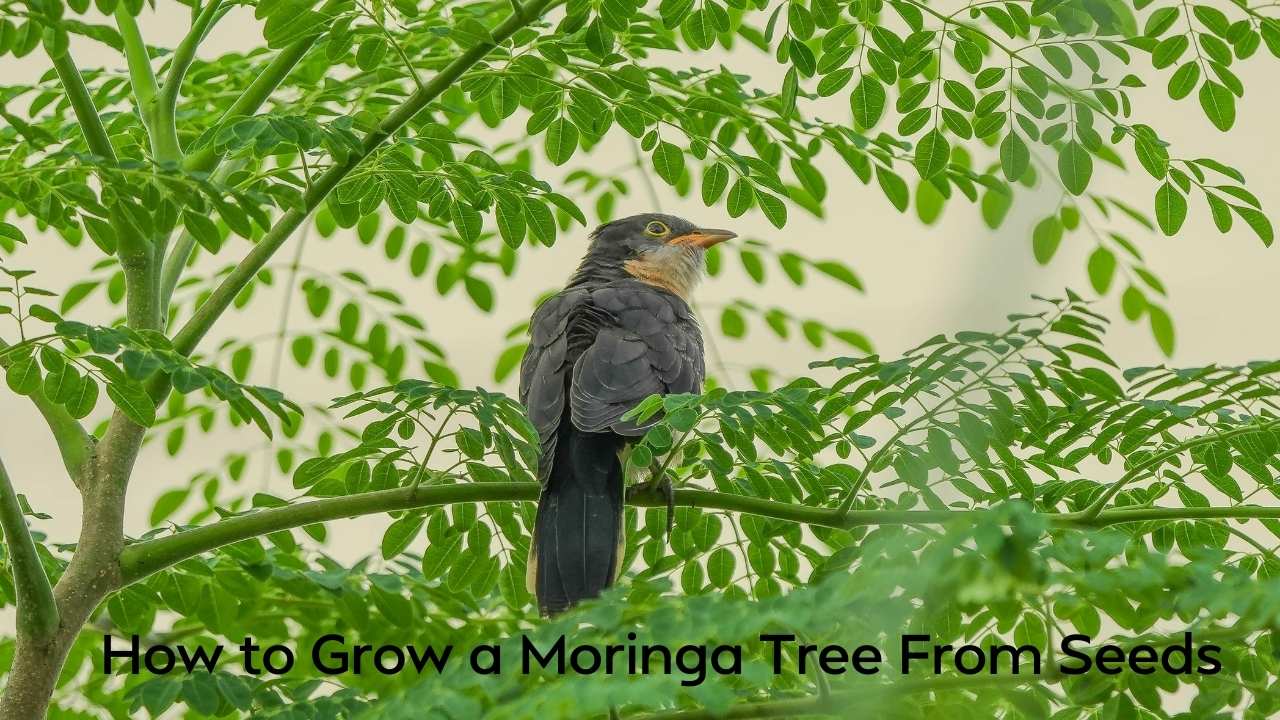 How to Grow a Moringa Tree From Seeds? Miracle Tree Moringa