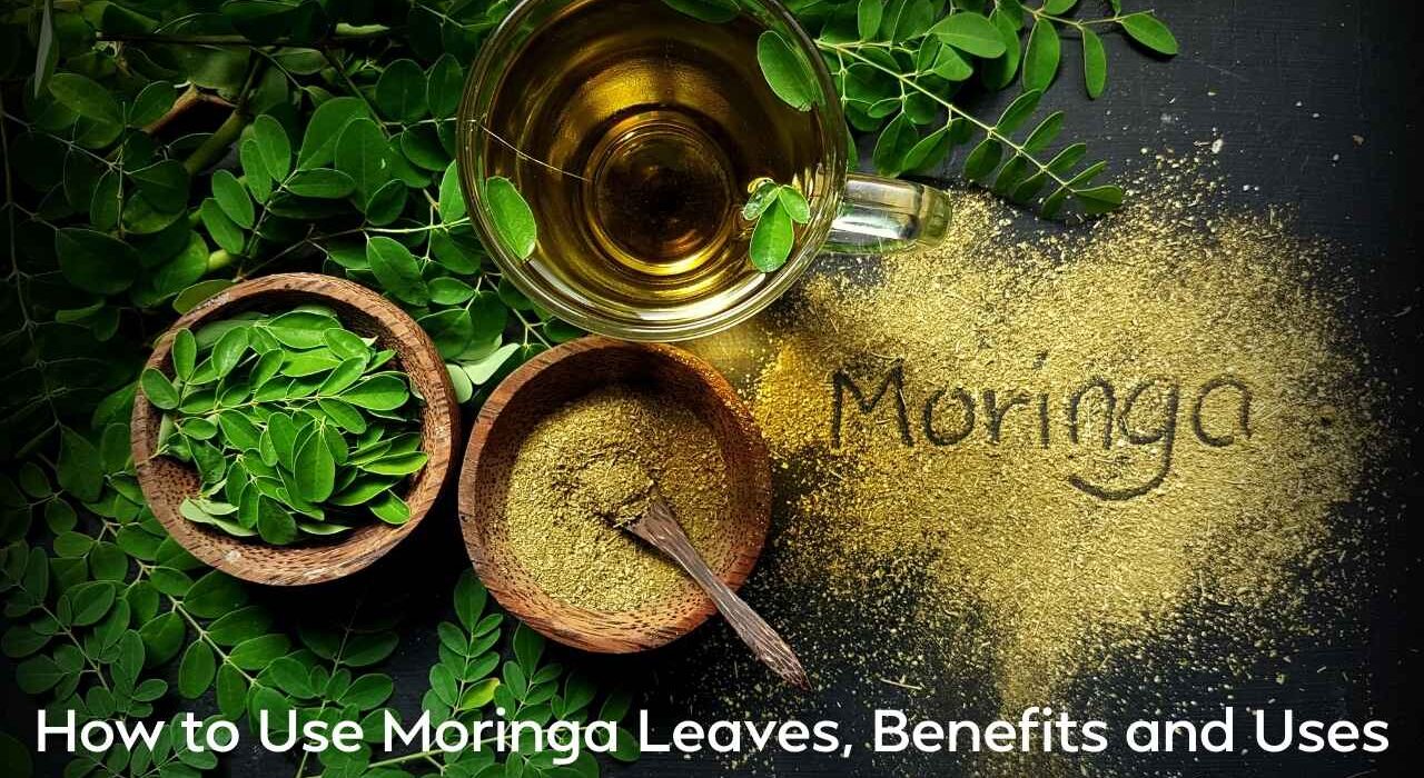 How to Use Moringa Leaves, Benefits and Uses